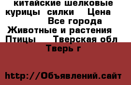 китайские шелковые курицы (силки) › Цена ­ 2 500 - Все города Животные и растения » Птицы   . Тверская обл.,Тверь г.